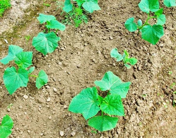  La distance entre les arbustes de concombre Herman doit être d'au moins 30 cm