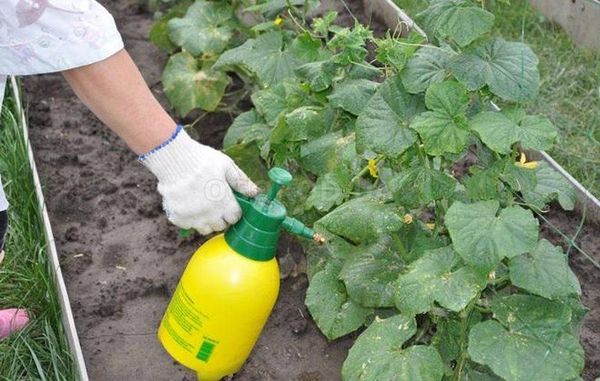  Pour obtenir une deuxième récolte, vous pouvez utiliser un pansement foliaire.