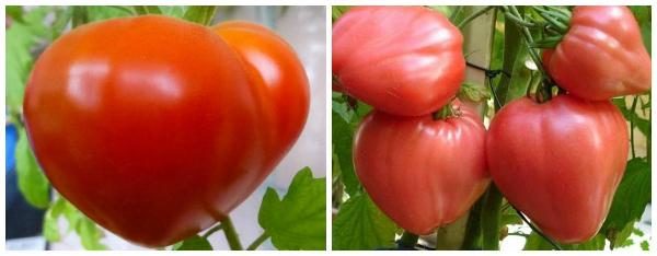  Variété de mi-saison de tomate Budenovka