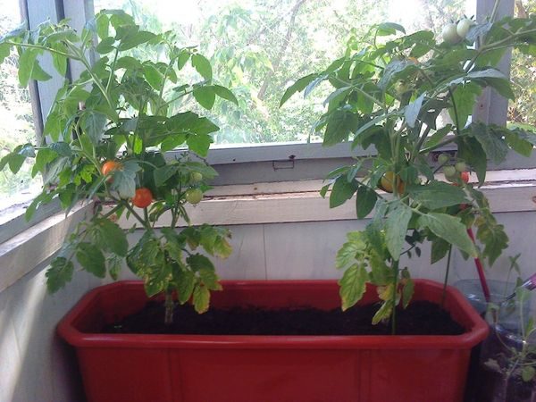  pot de tomates