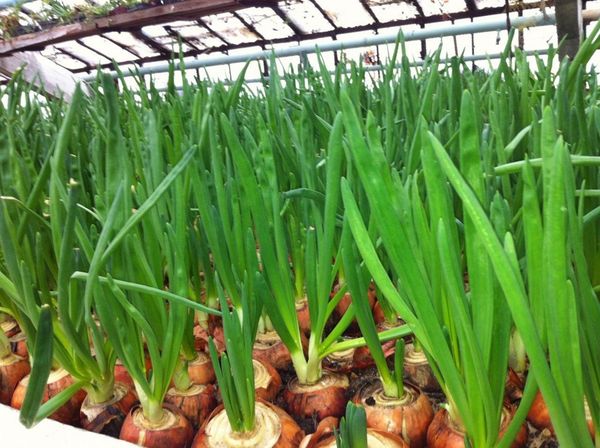  On an industrial scale, onions for greens are grown in greenhouses