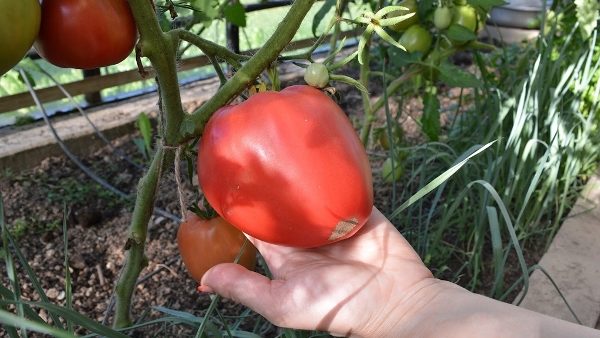  Pour une bonne croissance et la formation du fruit nécessite une alimentation régulière et un bon arrosage.