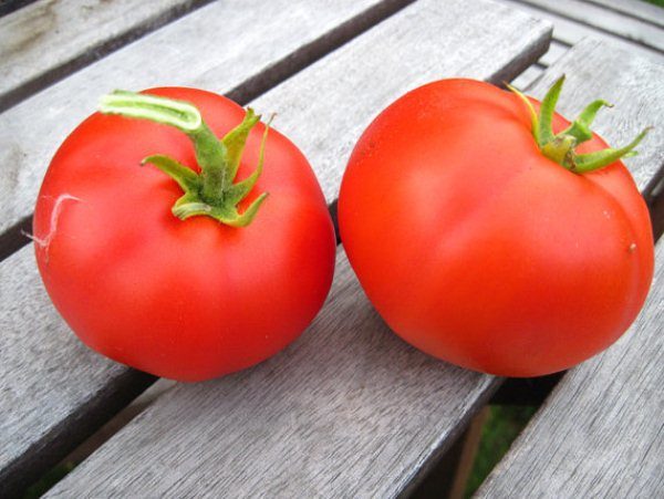  Variété mûre précoce de tomate Moskvich