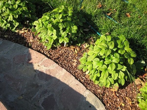  Erdbeeren im Nest pflanzen