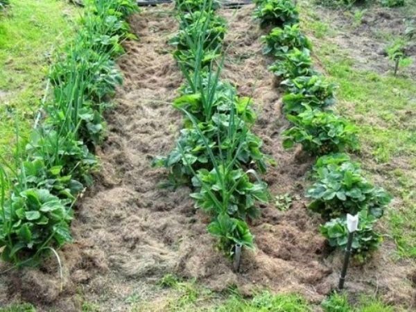  Erdbeeren in Reihen pflanzen