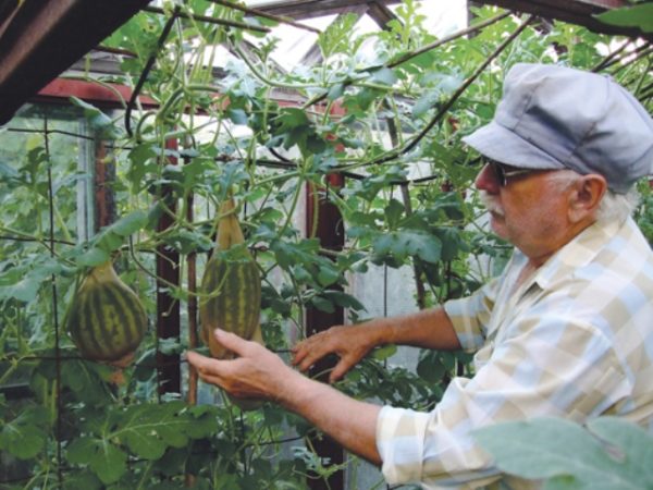  Wassermelonen im Gewächshaus pflegen