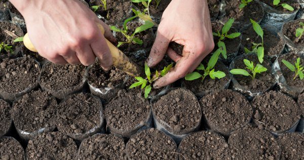  Échantillonnage de plants de tomates dans des pots séparés