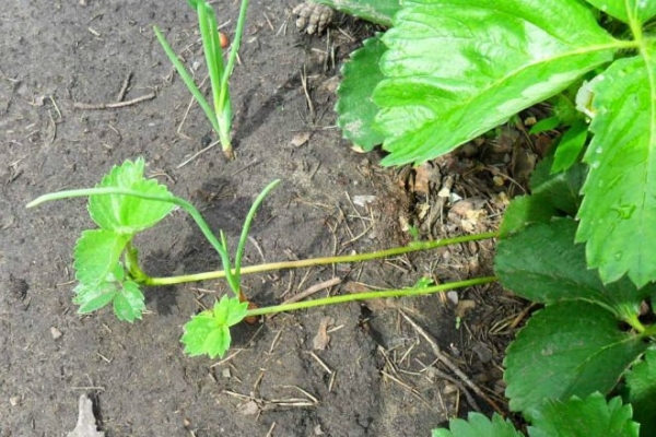  La pianta si propaga per seme, piantine di baffi e separazione del cespuglio
