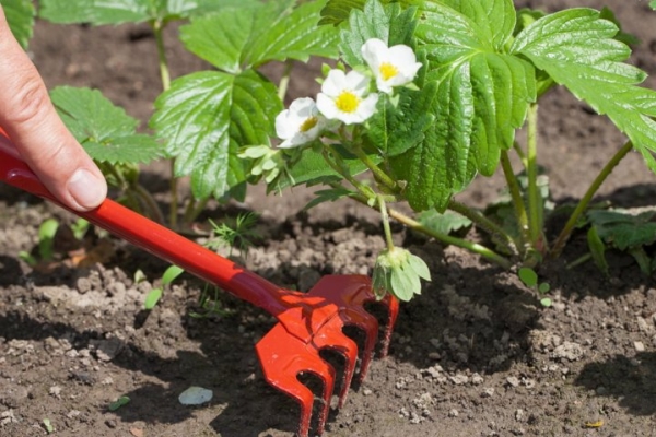  Cura è l'irrigazione, pacciamatura, tagliando i baffi e i primi steli di fiori.