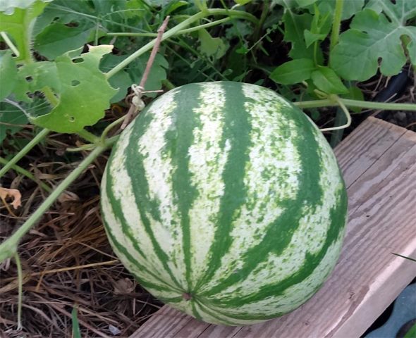  Melon d'eau, gros plan