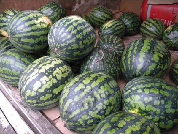  Wassermelone Chill kann niedrigen Temperaturen standhalten und bis zum Frost gelagert werden