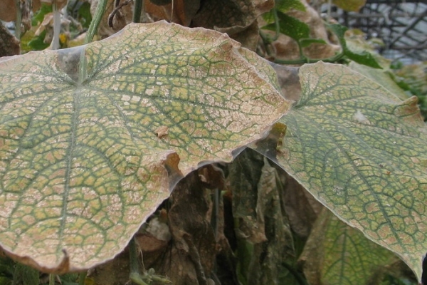  Tétranyque sur des feuilles de concombre