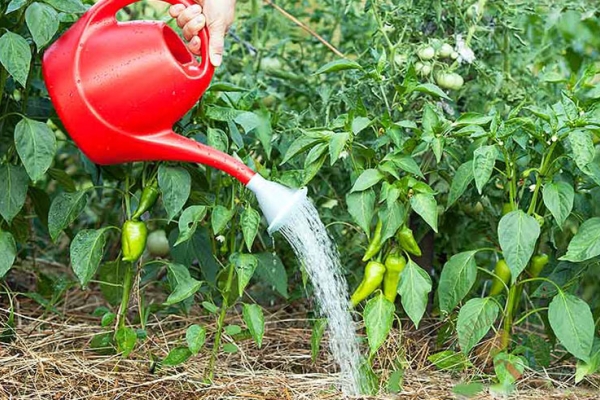  Arrosez le poivron 5 jours après la plantation en pleine terre, 10 jours avant et immédiatement après la récolte