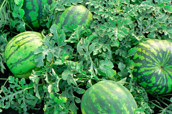  Wissenschaftler neigen dazu, die Wassermelone als Kürbis oder als falsche Beere einzustufen.