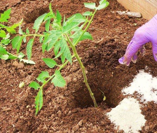  Pour augmenter le taux de croissance et la croissance des semis dans le trou avant de planter de jeunes plantes, vous devez fabriquer de l'engrais.