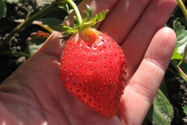  एलन विविधता स्ट्रॉबेरी: विवरण और विशेषताओं, रोपण और देखभाल