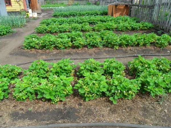  Pour la plantation des fraises doivent choisir des zones ouvertes plates.