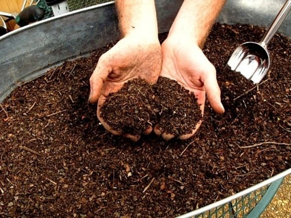  Avant de planter des concombres, le lit doit être composté