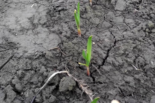  L'ail de printemps est planté au début du mois de mars. Après l'apparition des premières pousses, il faudra en prendre soin.