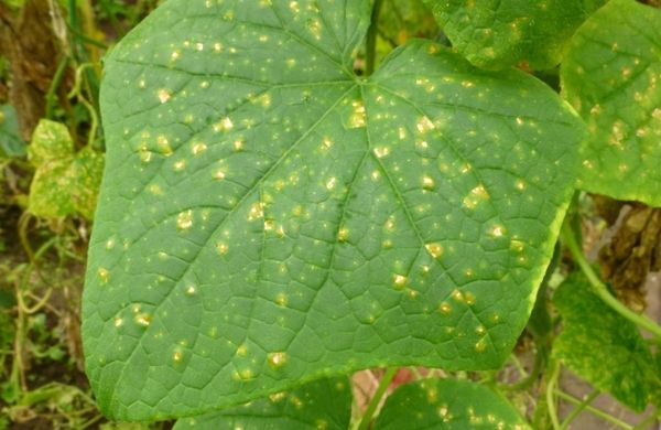  Perinospora sur des feuilles de concombre