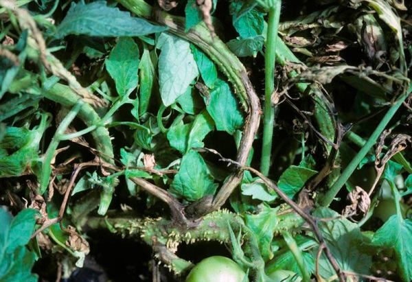  Les symptômes de la nécrose de la tige de la tomate