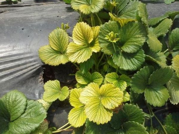  La colorazione del limone delle foglie di fragola indica una carenza di azoto.