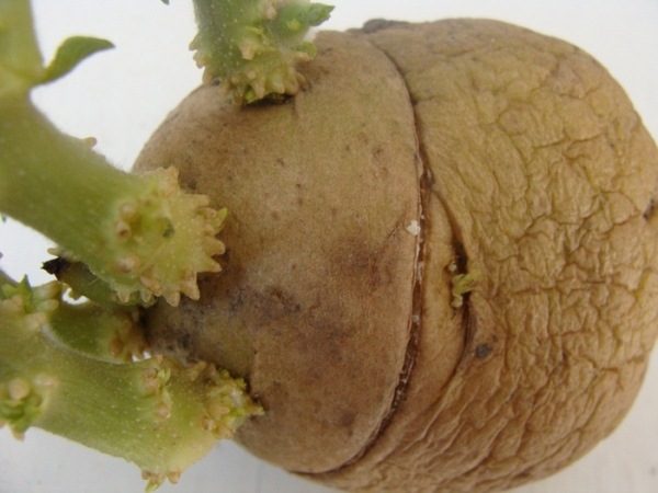  Κόβει σε κονδύλους πατάτας για να τονώσει την ανάπτυξη και να παράγει μια πλούσια συγκομιδή