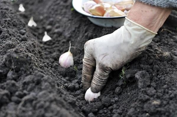  La profondeur de plantation de l'ail doit être d'au moins 5 cm