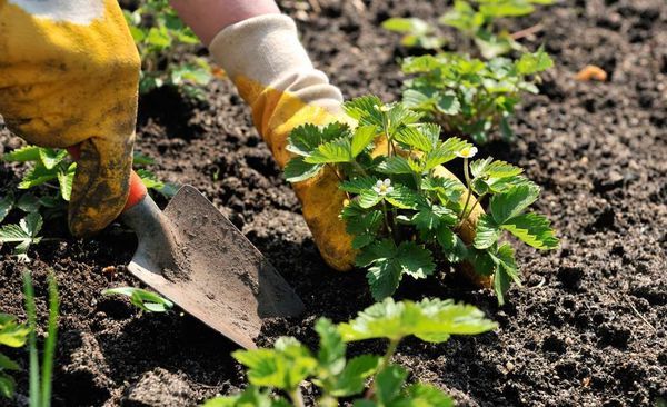  Die Herbstpflanzung von Erdbeeren ermöglicht es Ihnen, das folgende Jahr zu ernten.