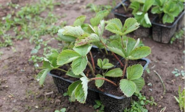  Le piantine di fragole sono meglio acquistate in negozi specializzati