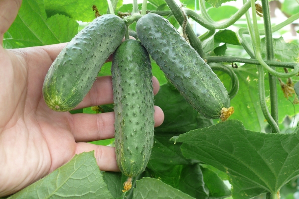  Il peut être cultivé à la fois en pleine terre et en serre par des méthodes sans semis ni semis.