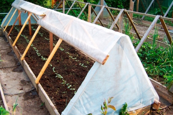  Après avoir planté des graines dans un sol dégagé et humide, vous devez couvrir le sol avec un film fixé sur le cadre.