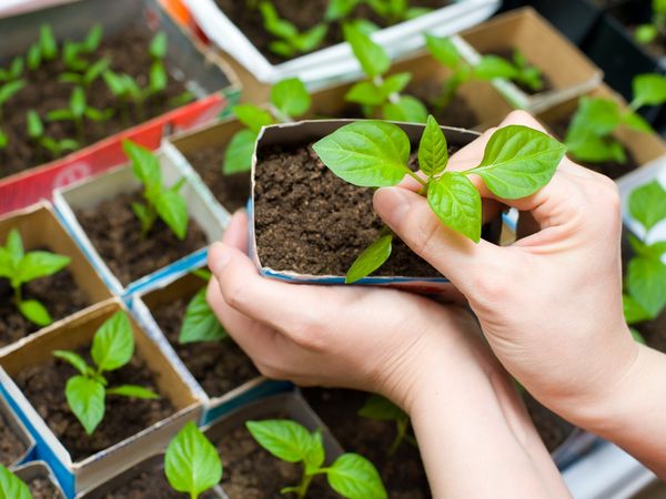  Distinguer les semis des piments forts des douces peuvent être mâchées feuille