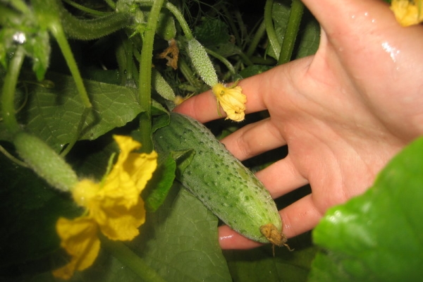  La récolte est possible lorsque les fruits atteignent une taille de 8-12 cm, au moins 2 fois par semaine.