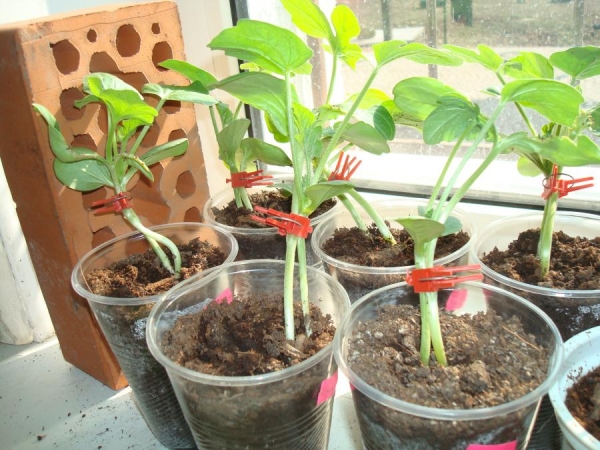 Le piantine di anguria dovrebbero essere piantate almeno tre giorni prima delle piantine di lagenaria