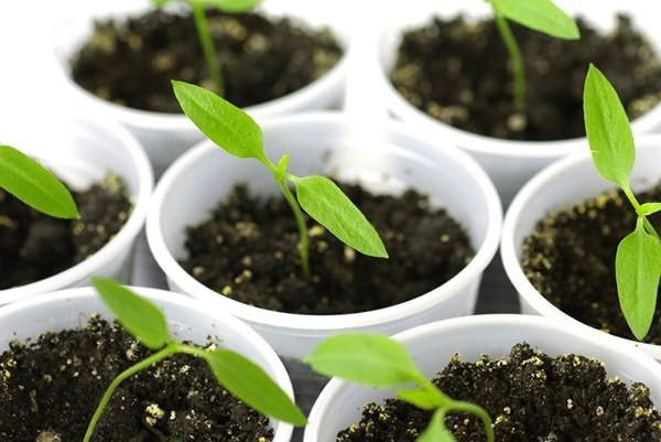  Si les graines ont été plantées dans des conteneurs séparés, aucune plongée n'est requise.