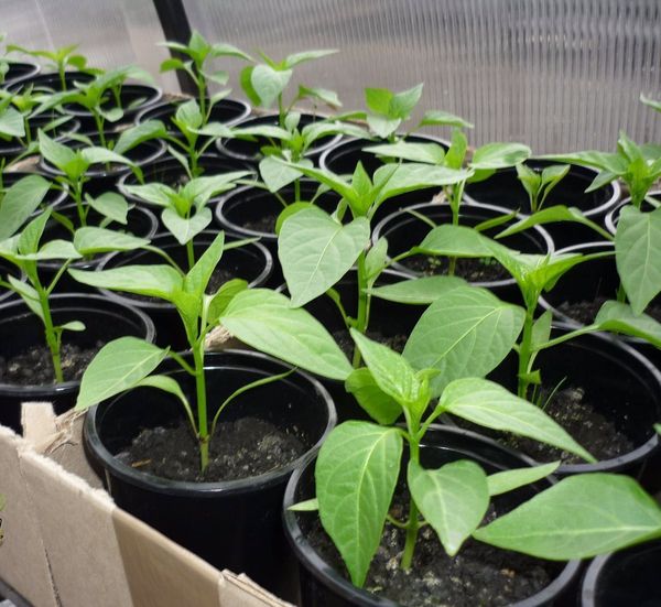  Les semis de poivron sont plantés dans le sol de la serre vers la mi-mai.