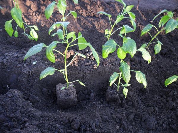  Le poivron est planté le soir ou par temps nuageux.