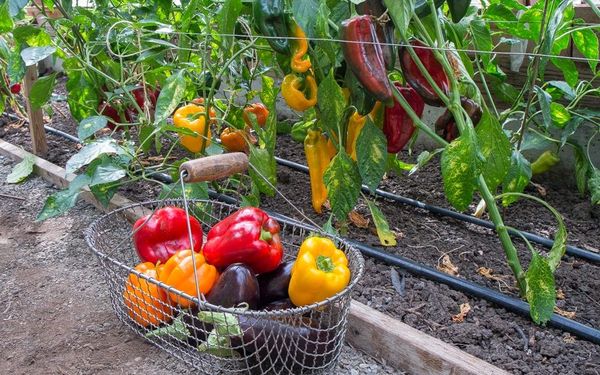  Le poivre dans la serre peut être récolté jusqu'au froid