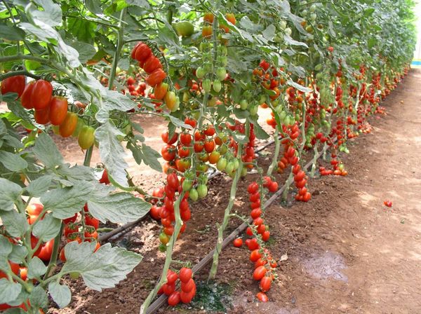  La procédure de pincement est requise pour les variétés de tomates hautes.