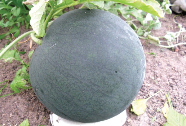  In gepfropften Wassermelonen größere Früchte, erhöhte Kältewiderstand