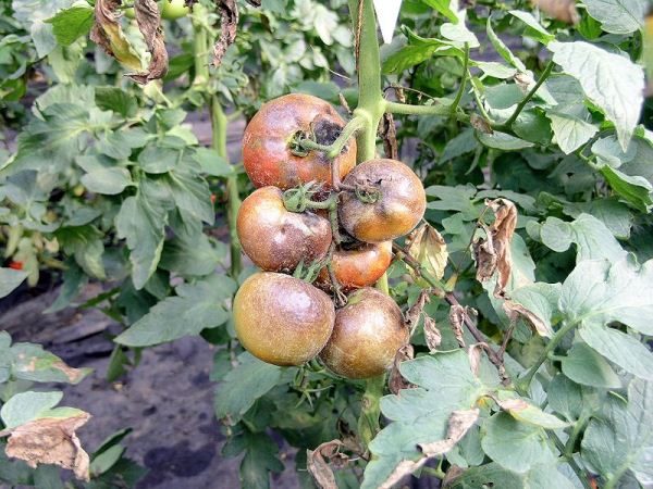  Tomate Bush frappé par la brûlure