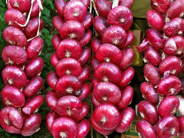  Storage Yalta onions