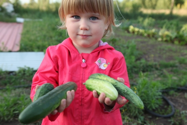  Les légumes non allergènes peuvent être inclus dans le menu des femmes enceintes et des enfants dès l’année.