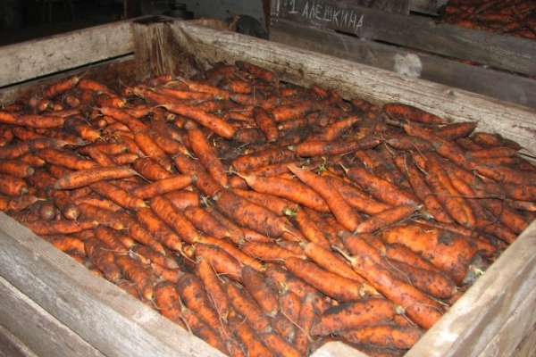  Dans la cave, les racines peuvent être stockées dans des caisses en bois ou en plastique dans du sable, de la sciure de bois ou des pelures d'oignon