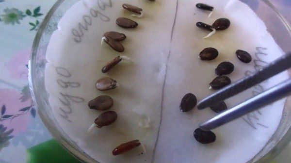  Semi germinati di anguria Cremisi Dolce per piantare piantine