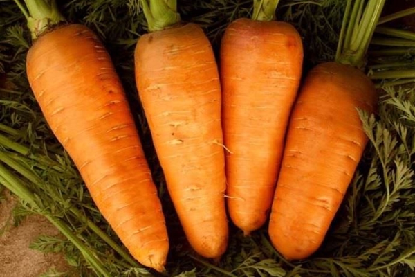  Carottes de la variété Shantane: description et caractéristiques, plantation et soin