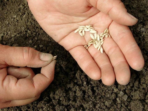  En serre, les graines sont plantées début mai, en pleine terre - au milieu ou à la fin mai