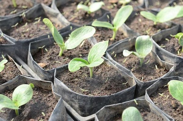  Pousses de courgettes