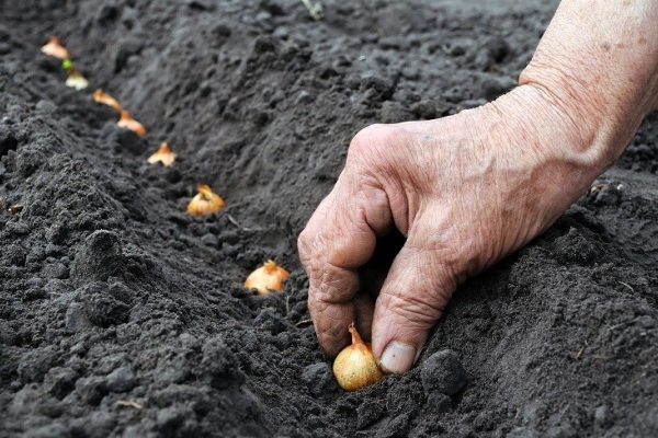  Você pode evitar a pontaria ao plantar cebolas antes do inverno